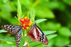 春の生物園～ⅸ