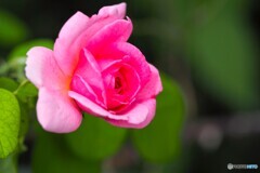 秋薔薇咲く