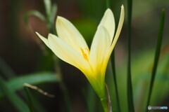 黄花、玉簾