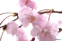 卯月の桜～ⅲ