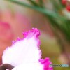 過ぎゆく年を見る花～②