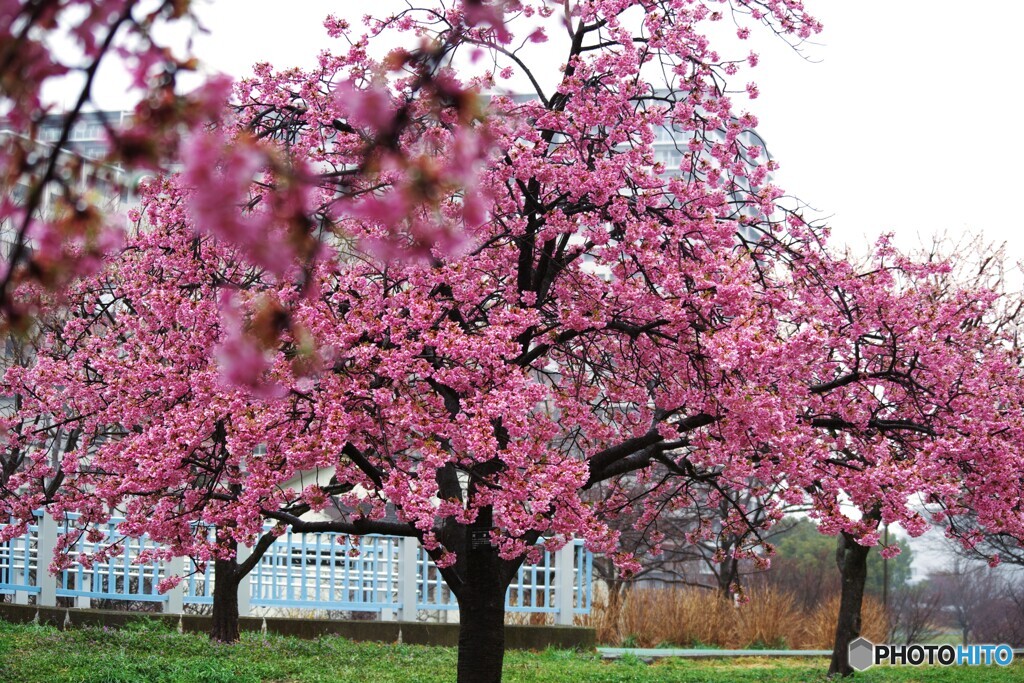 雫河津桜～ⅵ