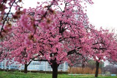 雫河津桜～ⅵ