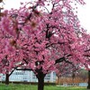 雫河津桜～ⅵ