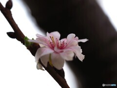 12月の桜