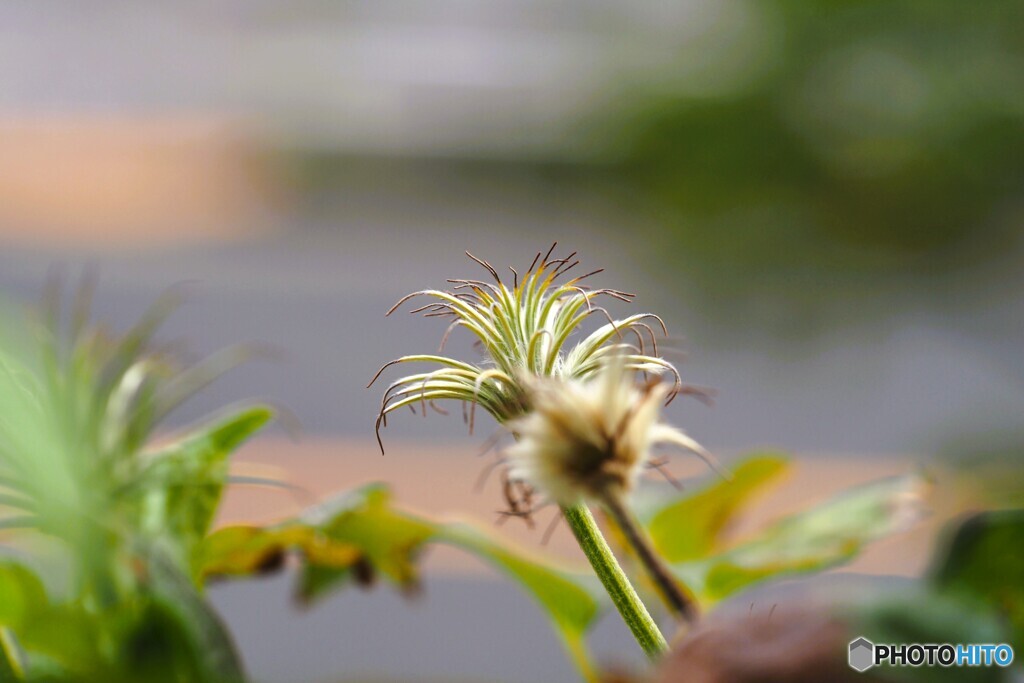 我が家の華～②