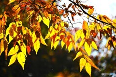 東白髭公園の黄葉