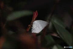 ウラギンシジミの沈黙