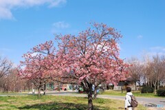 如月の桜～1