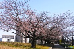 桜見物