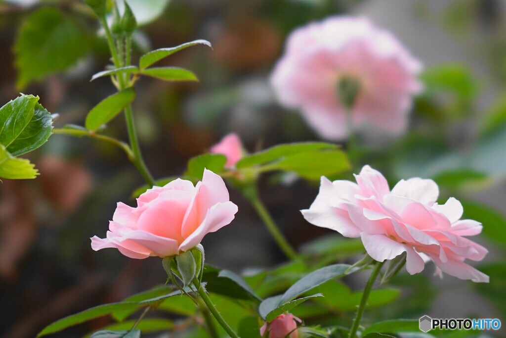 我が家の秋薔薇～ⅳ