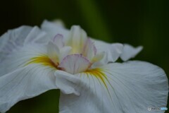 堀切菖蒲園～ⅳ