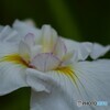 堀切菖蒲園～ⅳ