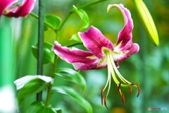 Brilliant Lily