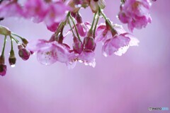 雫河津桜～ⅴ