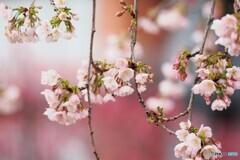 弥生の桜～ⅲ