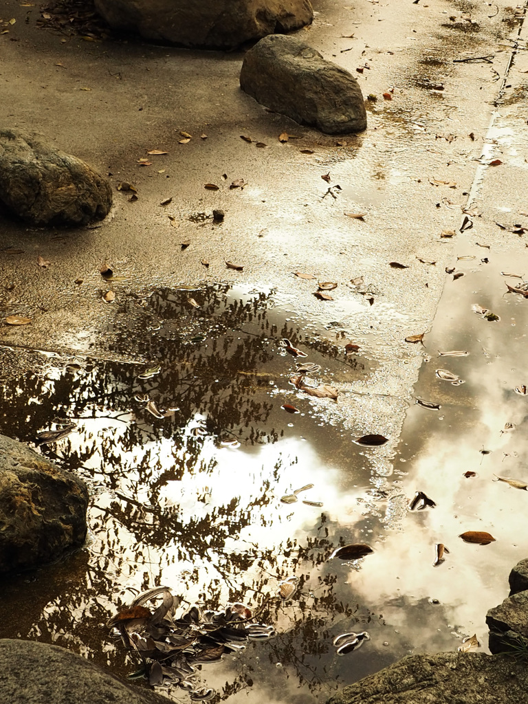 アスファルト光る