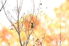 薄っすらな紅葉で納得してないメジロさん。