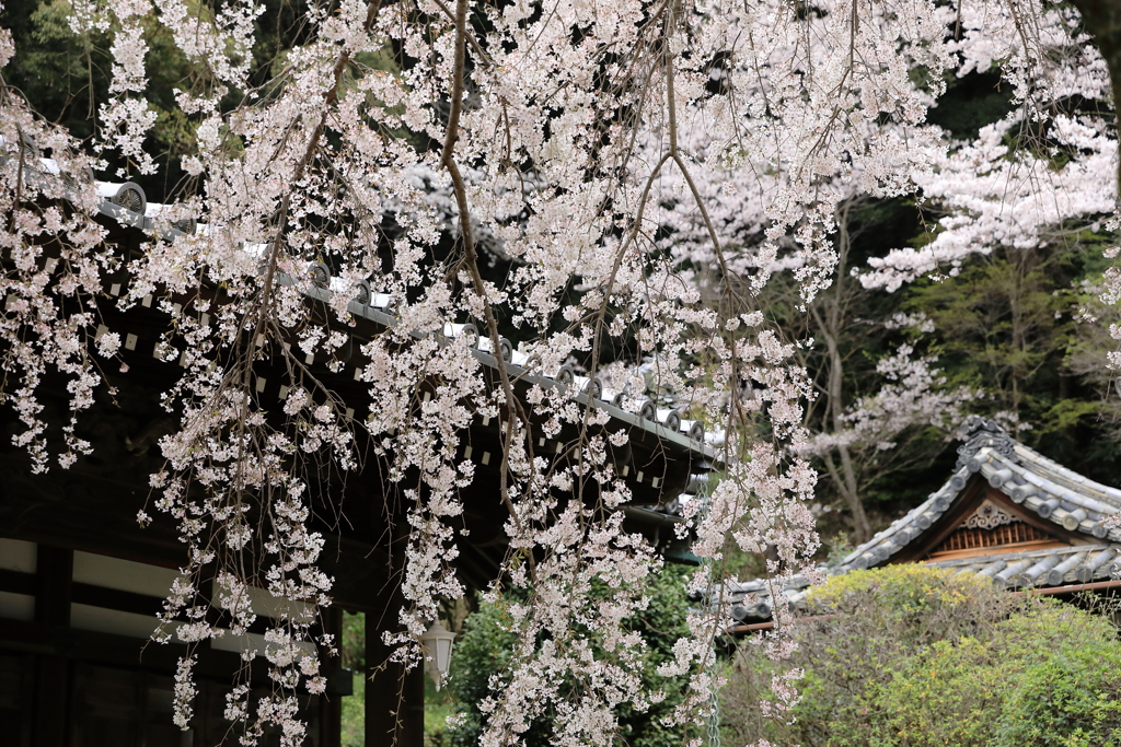 地福寺の枝垂れ桜