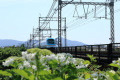 紫陽花とミジュマルライナー