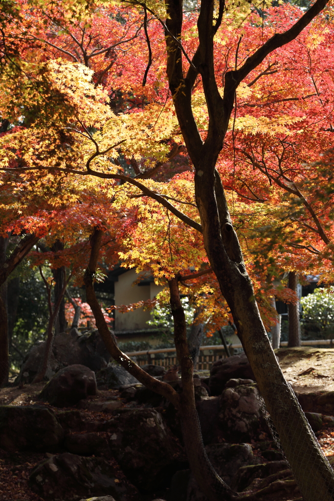 春日大社参道の紅葉