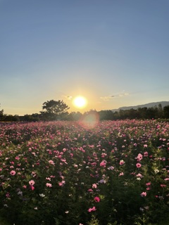 コスモスと夕日