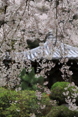 地福寺の枝垂れ桜