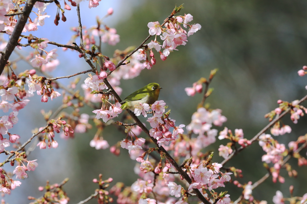 河津桜とメジロ②