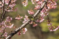 河津桜とメジロ③