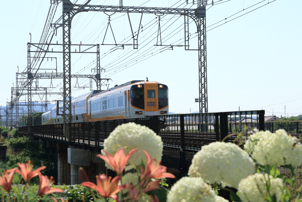 紫陽花とビスタカー