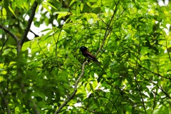 平和の森（サンコウチョウ）