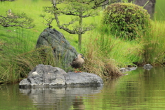 カルガモさんが、カモ胸はどうかなって、言ってたような