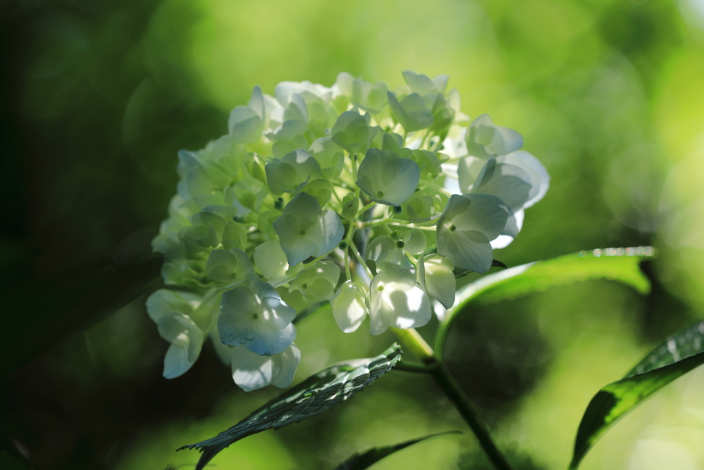 優しい光に紫陽花