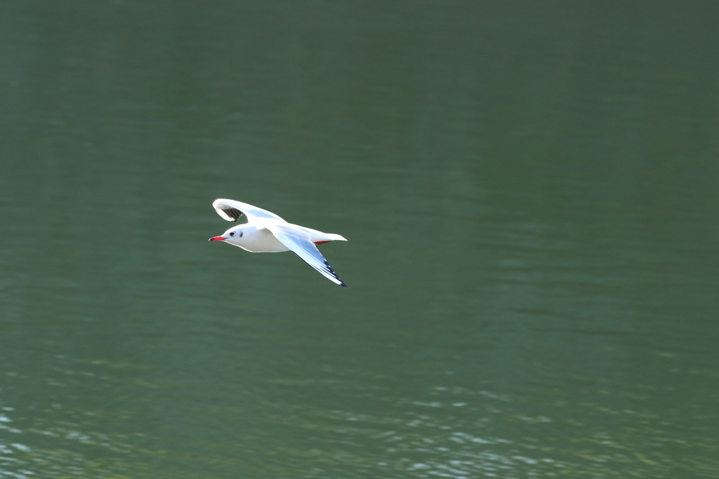 冬到来、ユリカモメさん