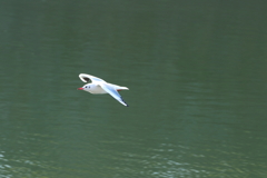 冬到来、ユリカモメさん