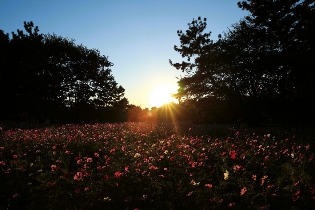 夕映えにコスモス
