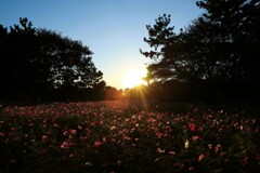 夕映えにコスモス