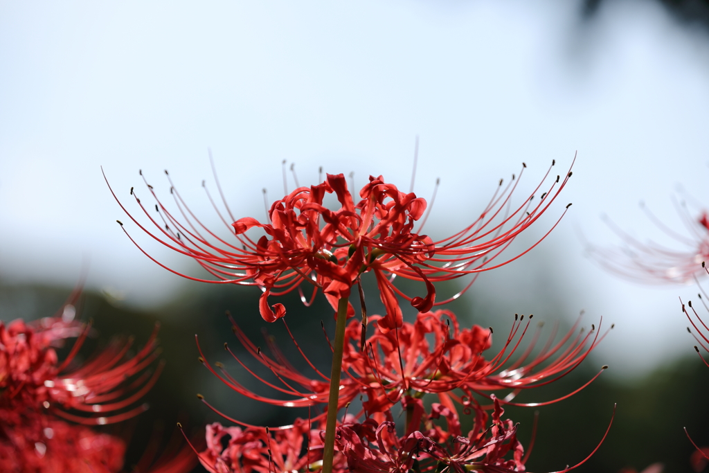 彼岸花