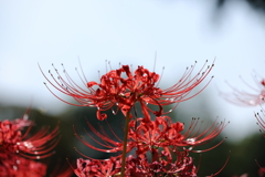 彼岸花