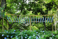 紫陽花の音色