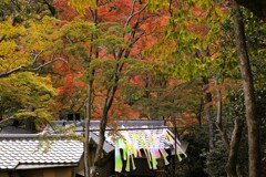 紅葉に羽衣舞う