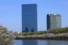 大阪城公園の桜