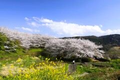 里山の桜の下で