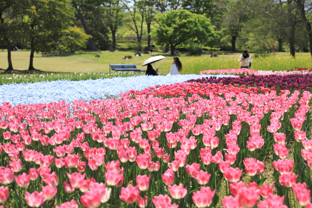 チューリップ花園でのひととき