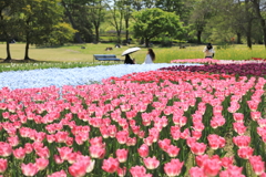 チューリップ花園でのひととき
