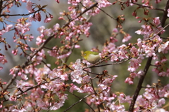 河津桜とメジロ①