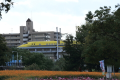 武庫川コスモス園