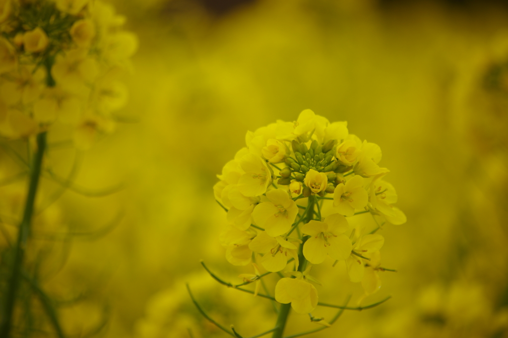 黄色の花