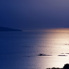 蒼金の海