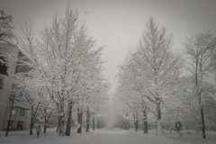 北大銀杏並木の雪化粧